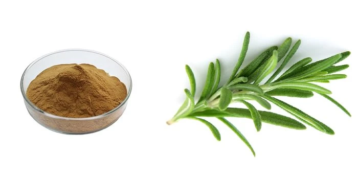 Rosemary extract1