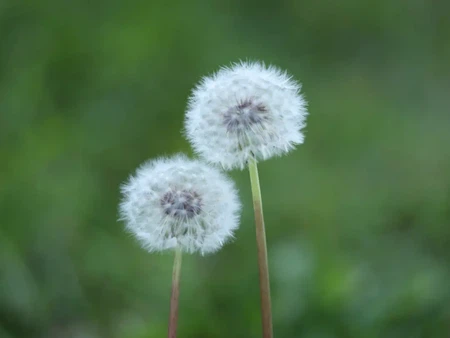 Dandelion Dandelion