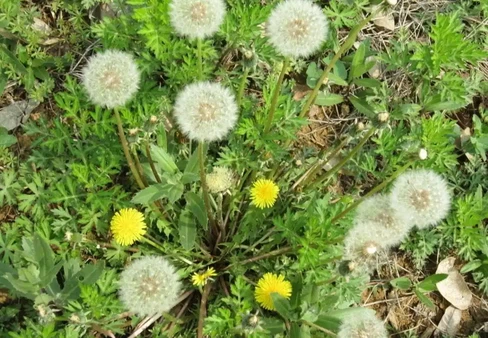 Dandelion Dandelion