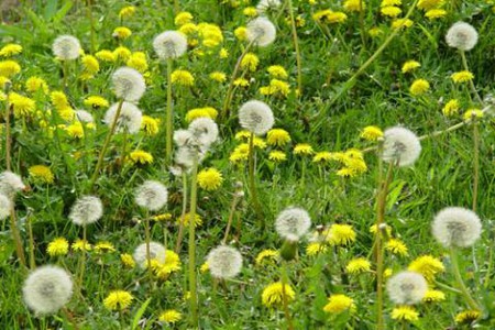 Dandelion Dandelion